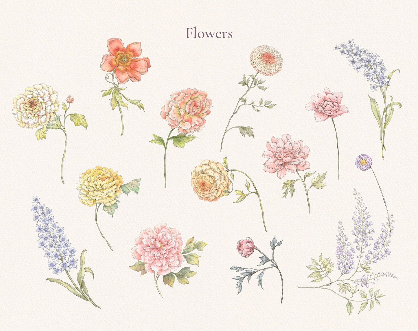 Assorted wildflower stems — peony, poppy, cosmos and more from Valley Dreams Collection