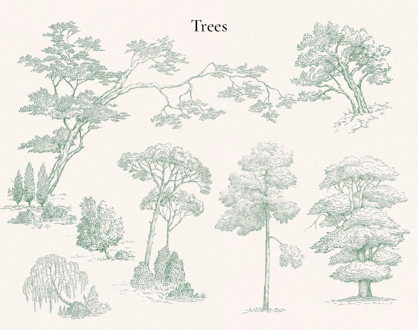 Tree illustrations sheet — oaks, firs and landscape sketches