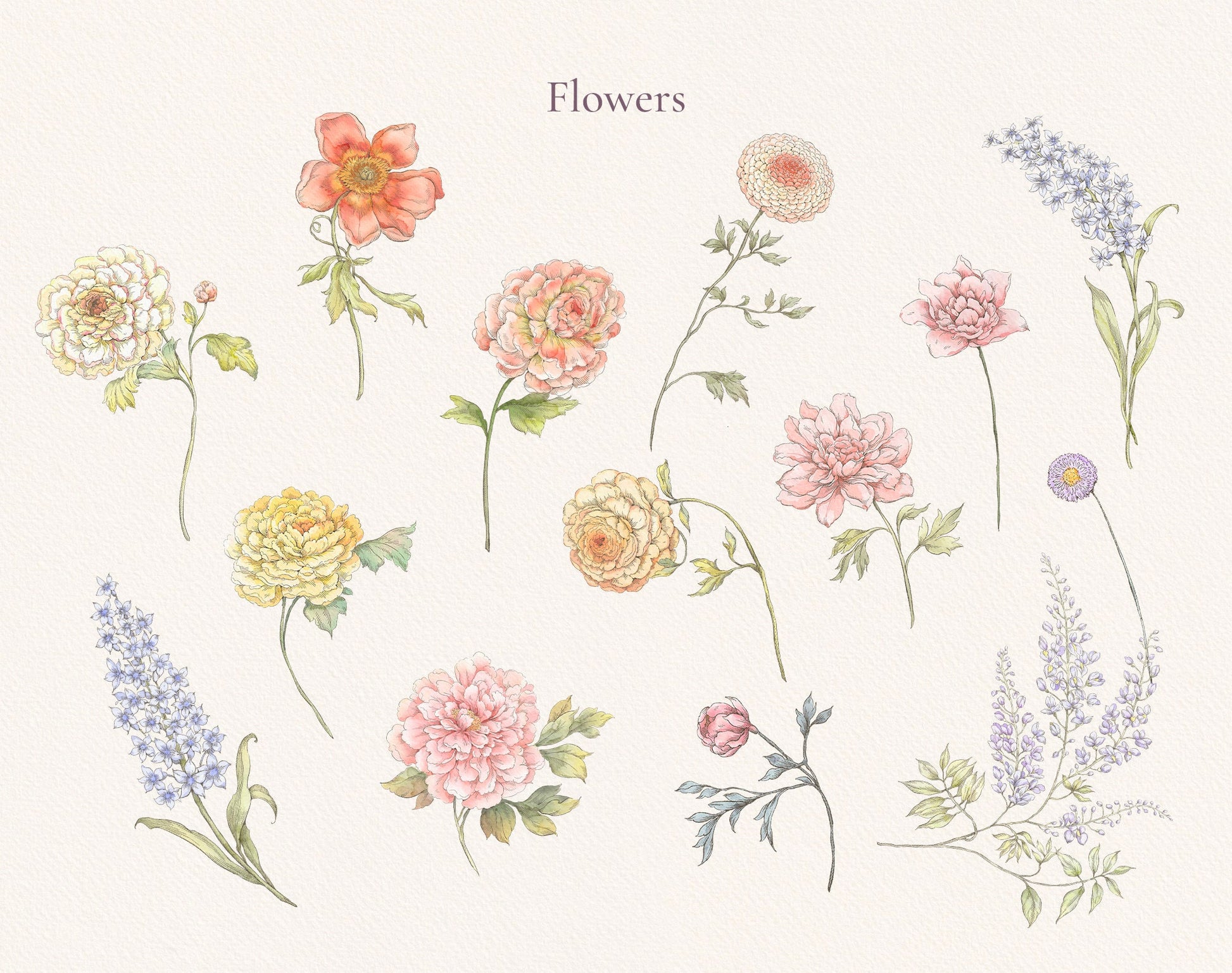 Assorted wildflower stems — peony, poppy, cosmos and more from Valley Dreams Collection