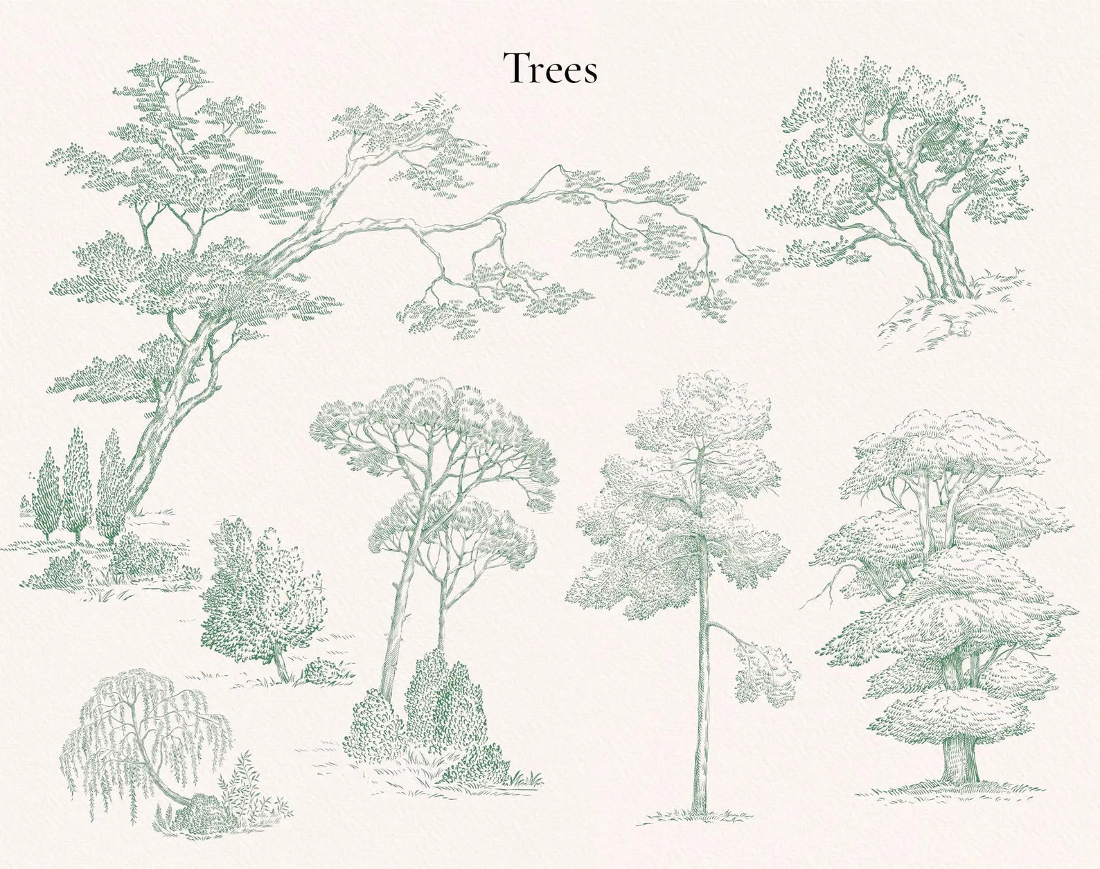 Tree illustrations sheet — oaks, firs and landscape sketches