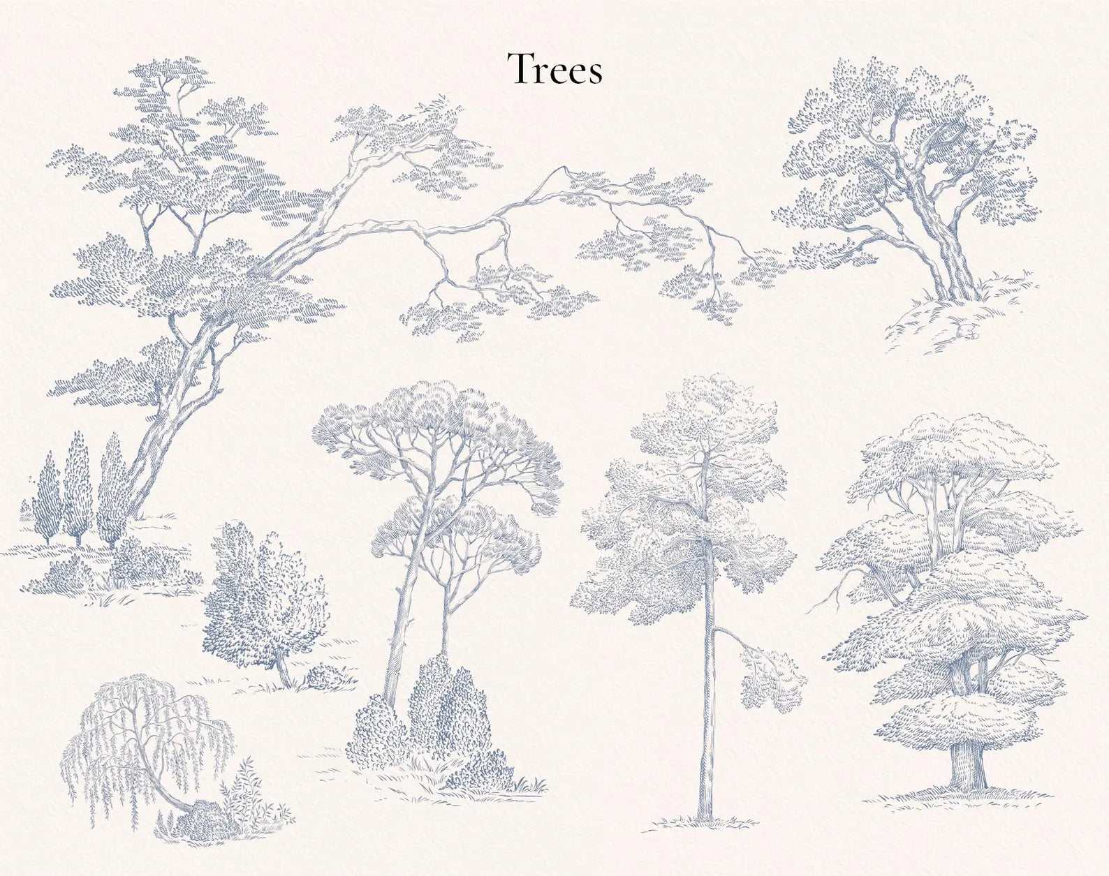 Tree illustrations sheet — oaks, firs and landscape sketches